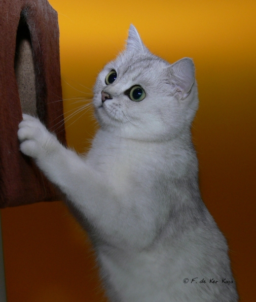 Yanis aux yeux verts